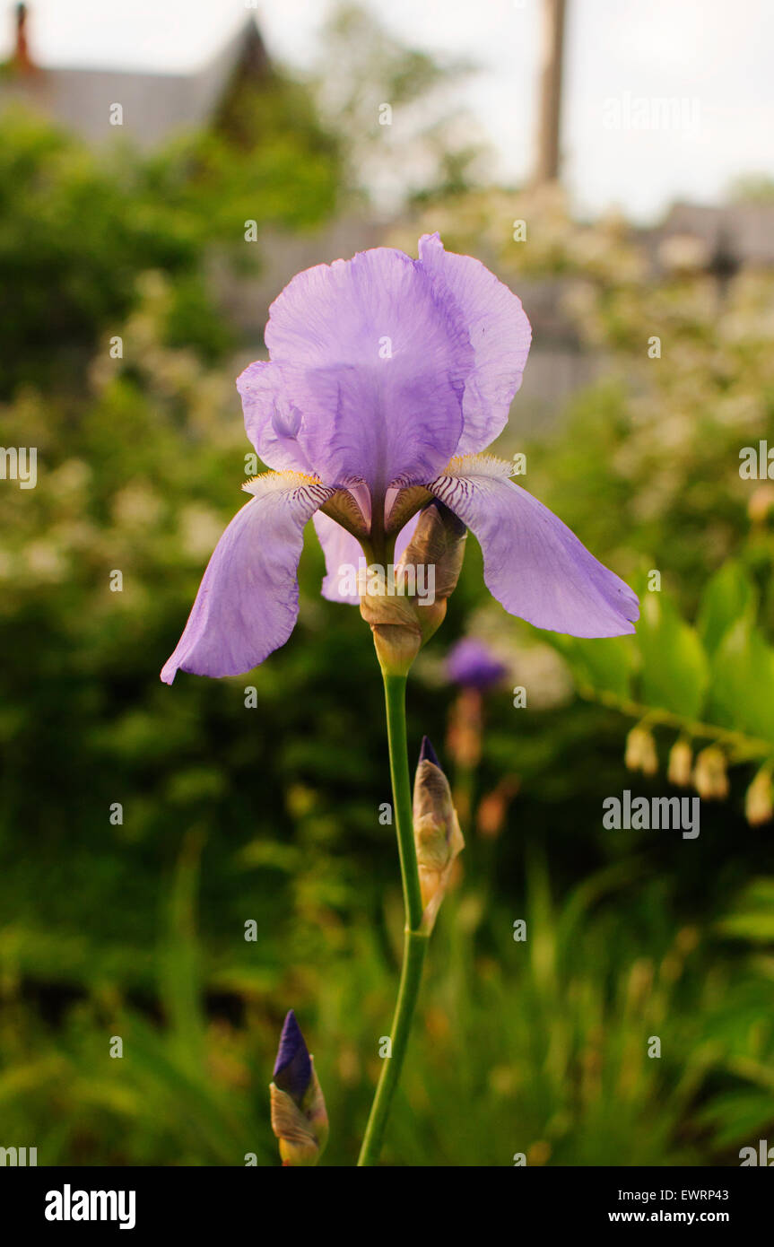 Iris fleur dans un jardin Banque D'Images