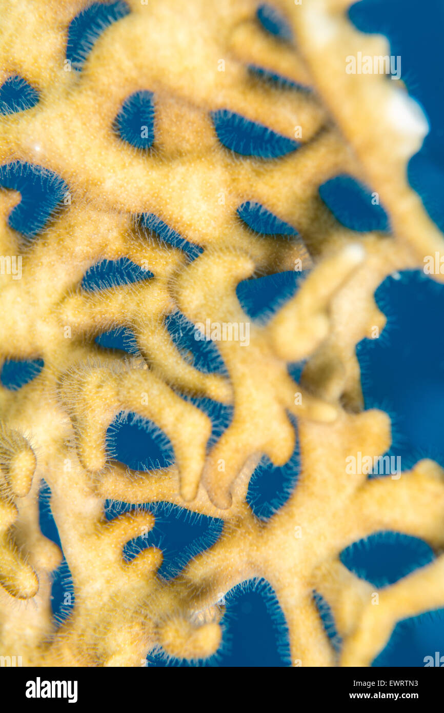 Close up macro image d'incendie sous-marine corail en mer Rouge, Egypte Banque D'Images