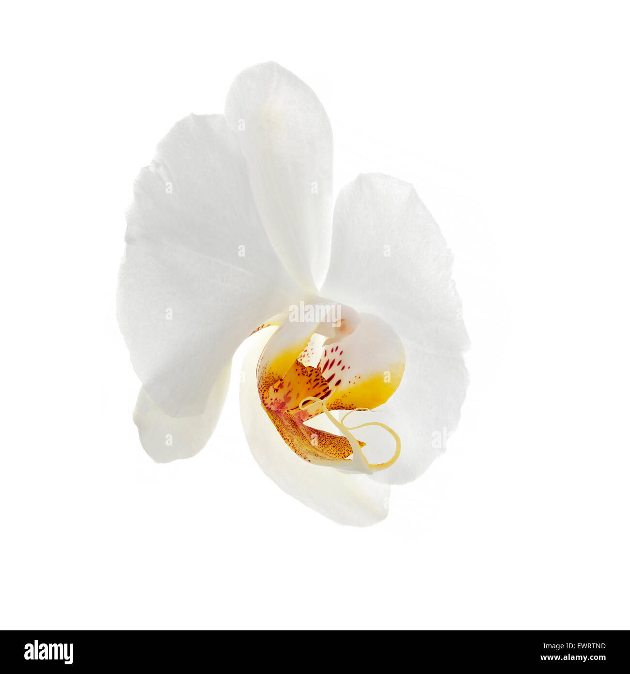 White Orchid flower isolated Banque D'Images