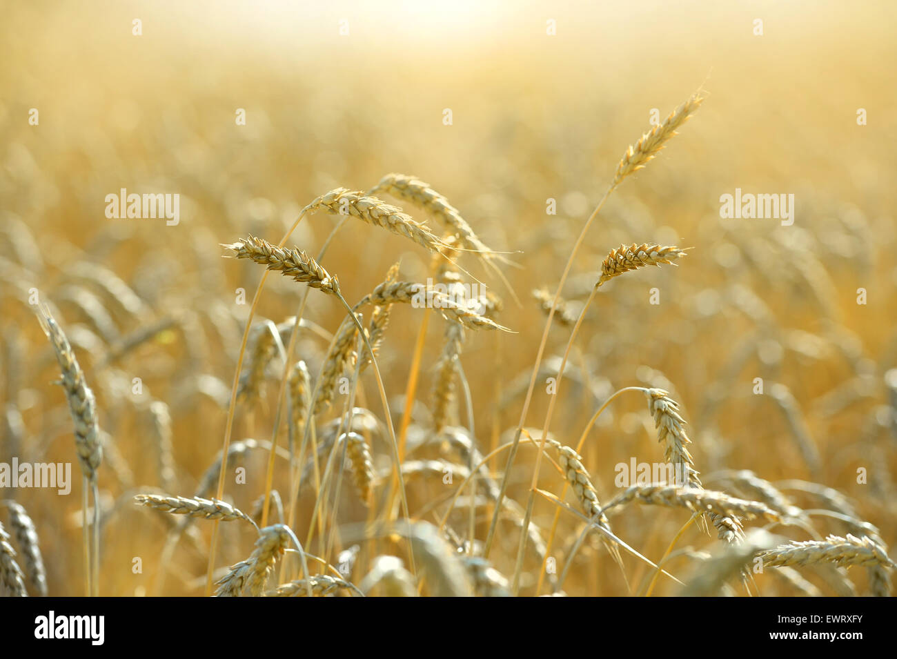 Champ de blé prêt pour la récolte au cours de la fin de l'après-midi Banque D'Images