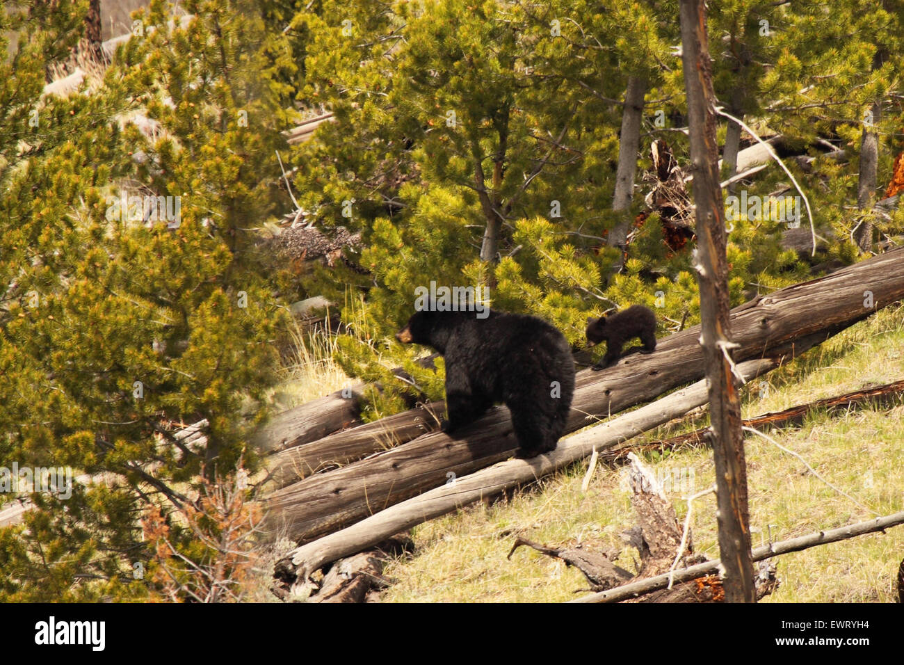 Une mère et son petit ours noir sur un journal. Banque D'Images