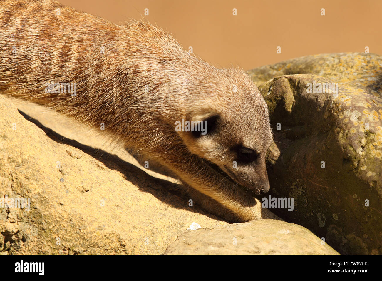 Un Meerkat vers de la nourriture dans une fissure dans la roche. Banque D'Images