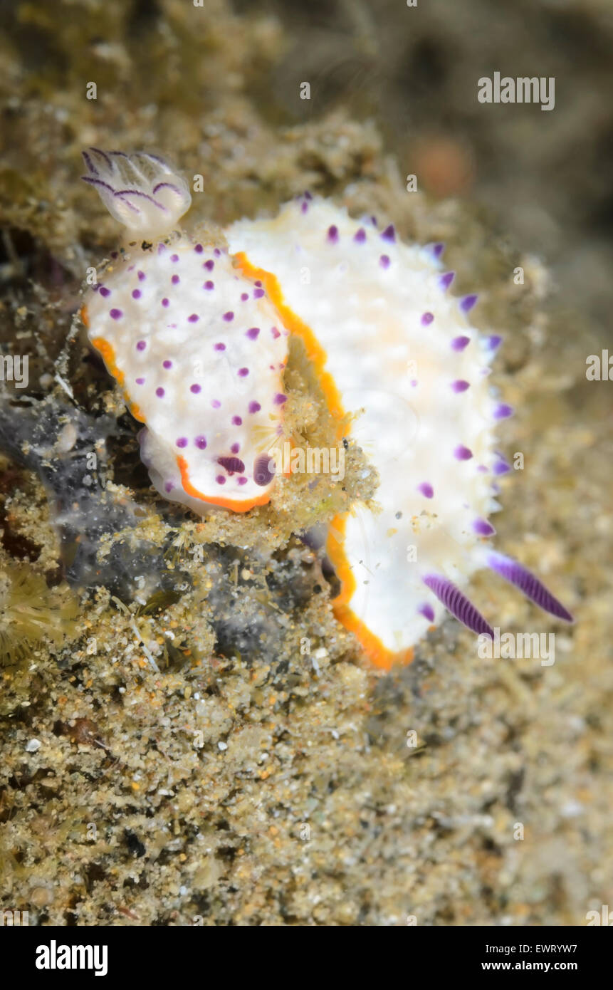 Limaces de mer ou des nudibranches, Mexichromis multituberculata, Anilao, Batangas, Philippines, Pacifique Banque D'Images