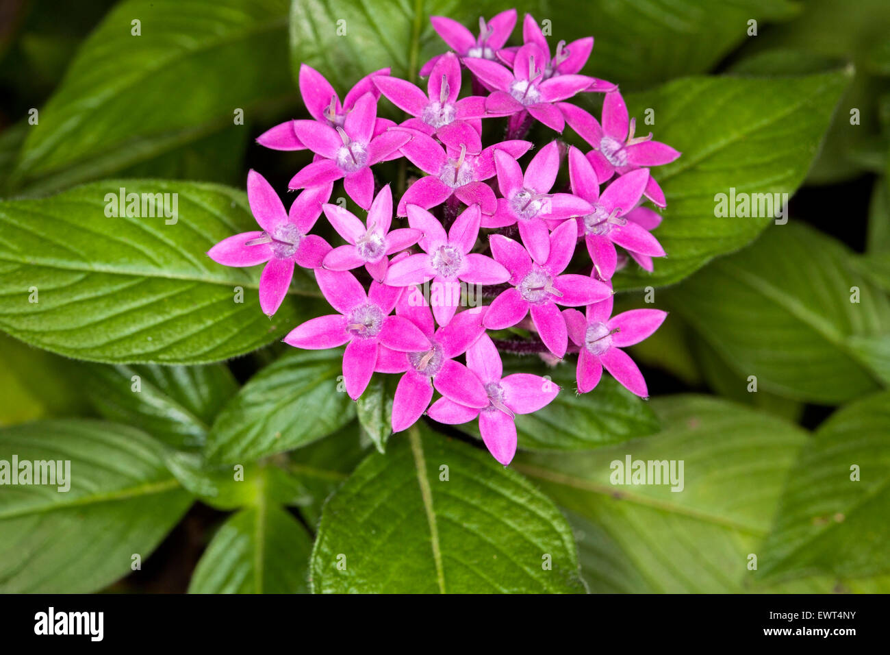 Grappe de fleurs en forme d'étoile rose vif et le vert émeraude des — free download