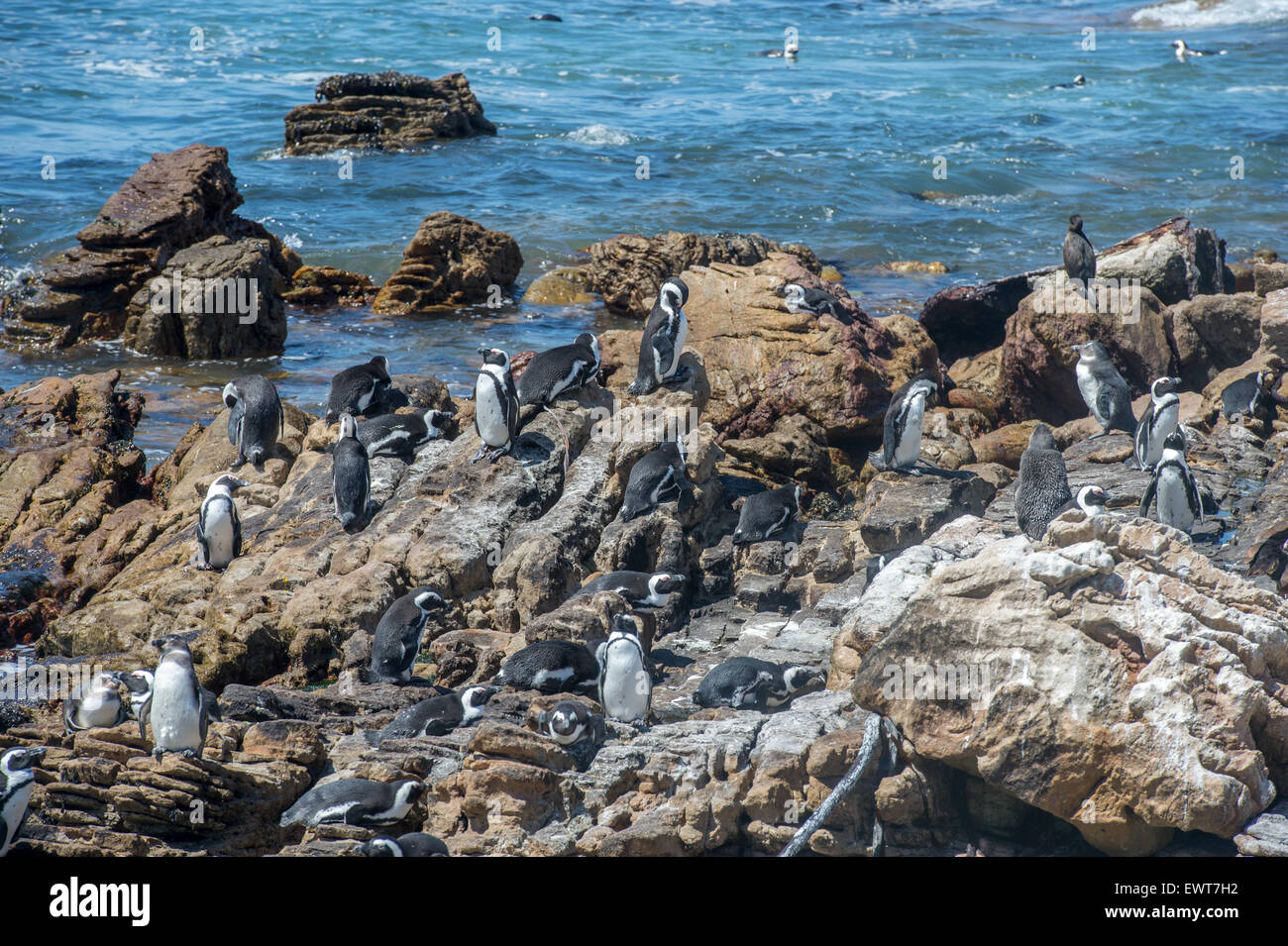 Betty's Bay, Afrique du Sud - pingouins africains (Spheniscidae) par l'eau Banque D'Images