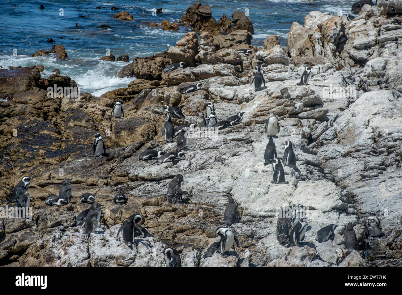 Betty's Bay, Afrique du Sud - pingouins africains (Spheniscidae) par l'eau Banque D'Images