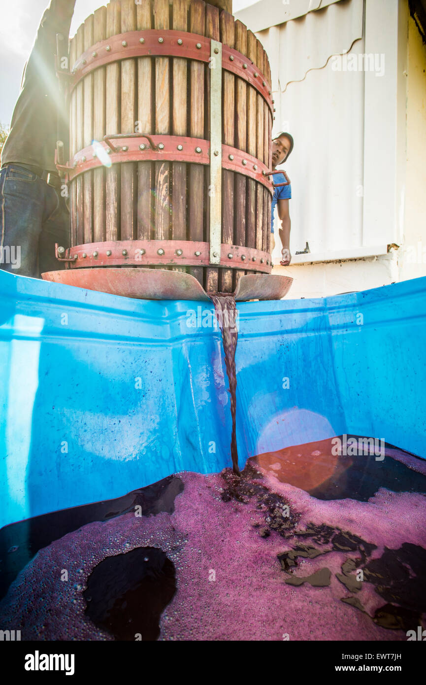 Paarl, Afrique du Sud - Vin des gouttes d'un bac de raisins d'être écrasés avant qu'il est fermenté Banque D'Images