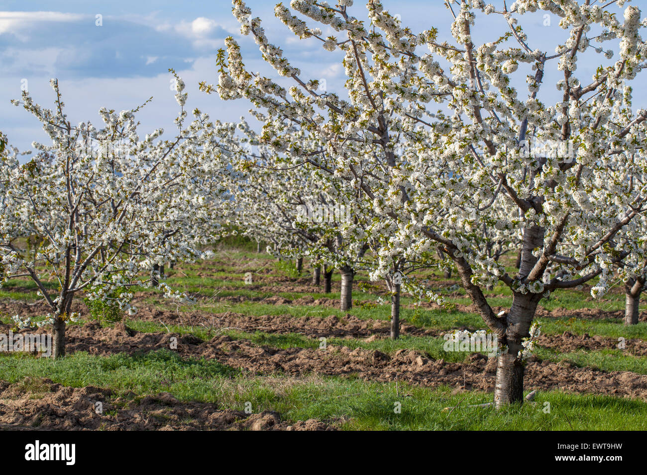 Jardin avec de nombreux jeunes cerisiers. Le ressort est devenu et les arbres fruitiers foisonnent dans le verger. Elles sont arrangées Banque D'Images