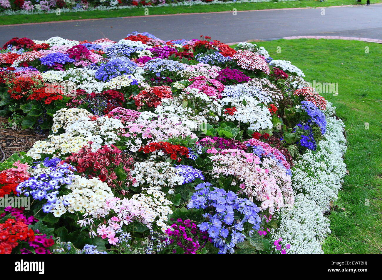 Lits de fleurs colorées dans les jardins Fitzroy Melbourne Australie Victoria Banque D'Images