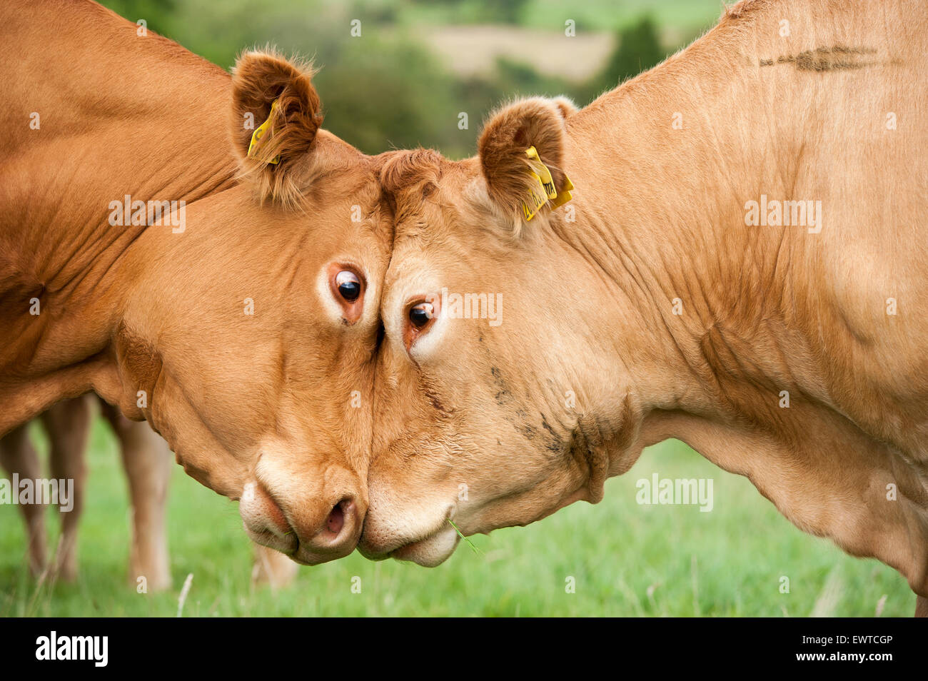 Deux vaches limousin lutter les uns contre les autres, en poussant la tête à tête. Le Lancashire, Royaume-Uni. Banque D'Images