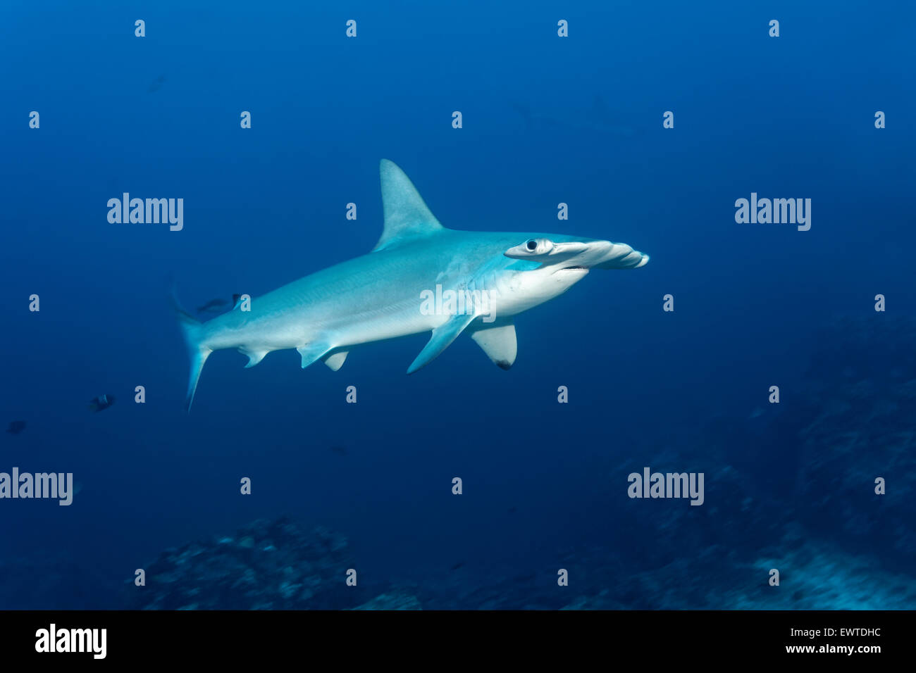 Bogenstirn-Hammerhai (Sphyrna lewini), schwimmt im Blauwasser, Cocos Island, Kokos Insel, l'Unesco Weltnaturerbe, Costa Rica, Zent Banque D'Images