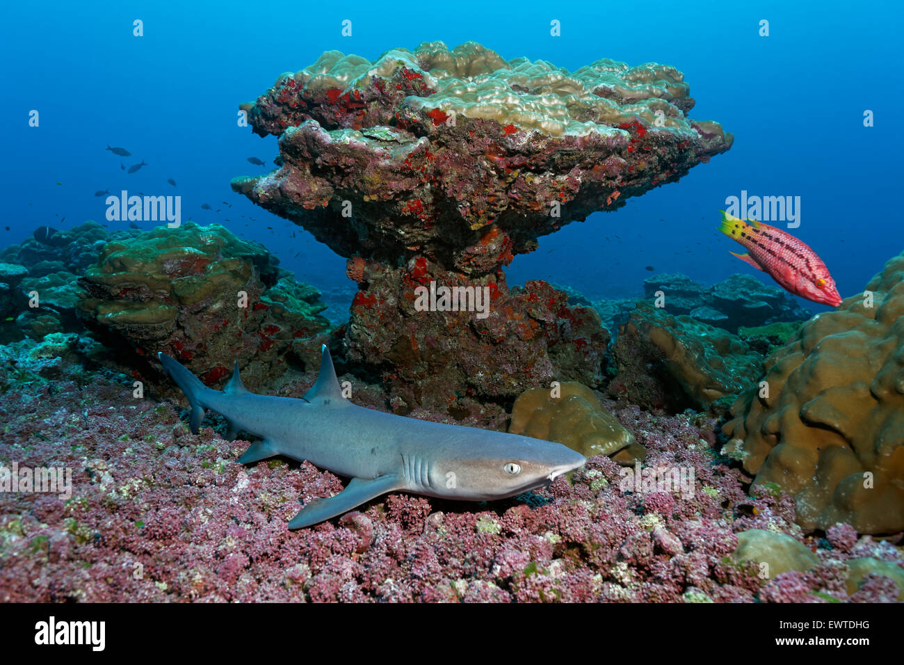 Weißspitzen Riffhai (Triaenodon obesus) Korallenblock Korallengeröll vor liegt auf, Cocos Island, Weltnature Kokos Insel, Unesco Banque D'Images