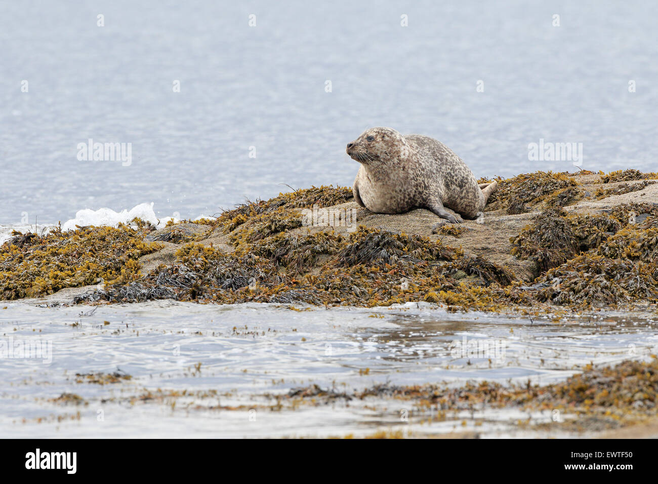 Les jeunes phoques gris sur des roches couvertes d'algues Outer Hebrides Banque D'Images