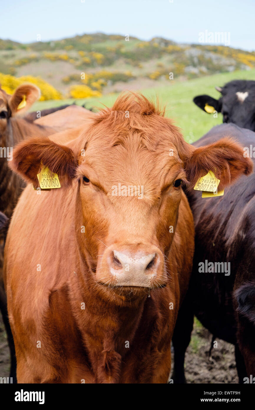 Les jeunes curieux bull Bos taurus (bovins) avec des étiquettes d'oreille jaune dans un champ. Pays de Galles, Royaume-Uni, Angleterre Banque D'Images