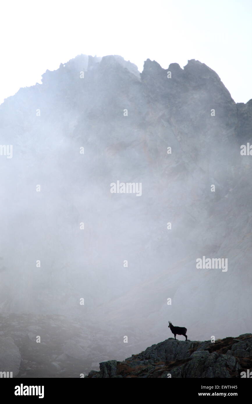 Chamois dans la brume, dans la vallée de la Gordolasque Parc national du Mercantour, Alpes- Maritimes, France Banque D'Images