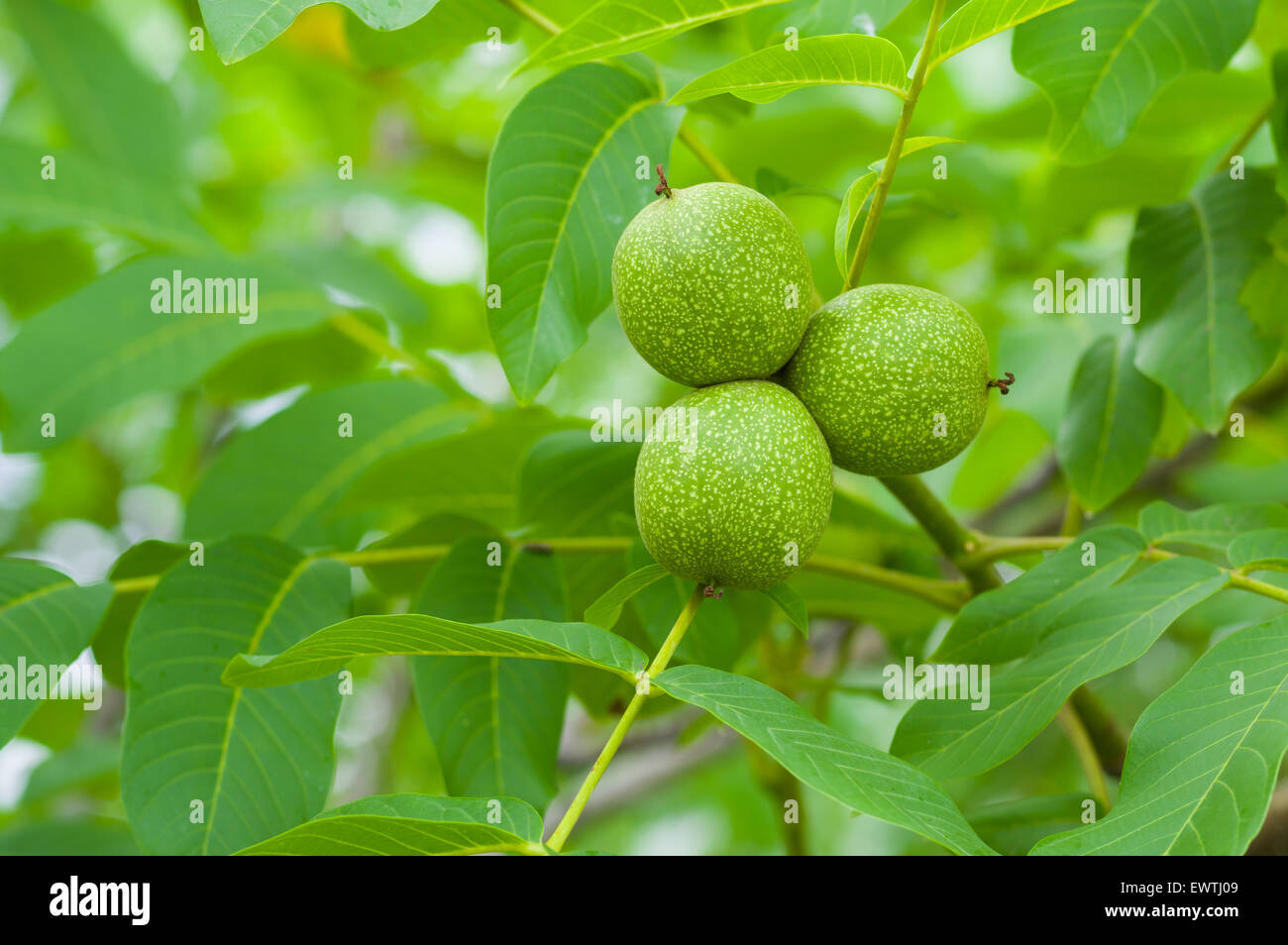 Cerneaux de noix verte sur un arbre Banque D'Images
