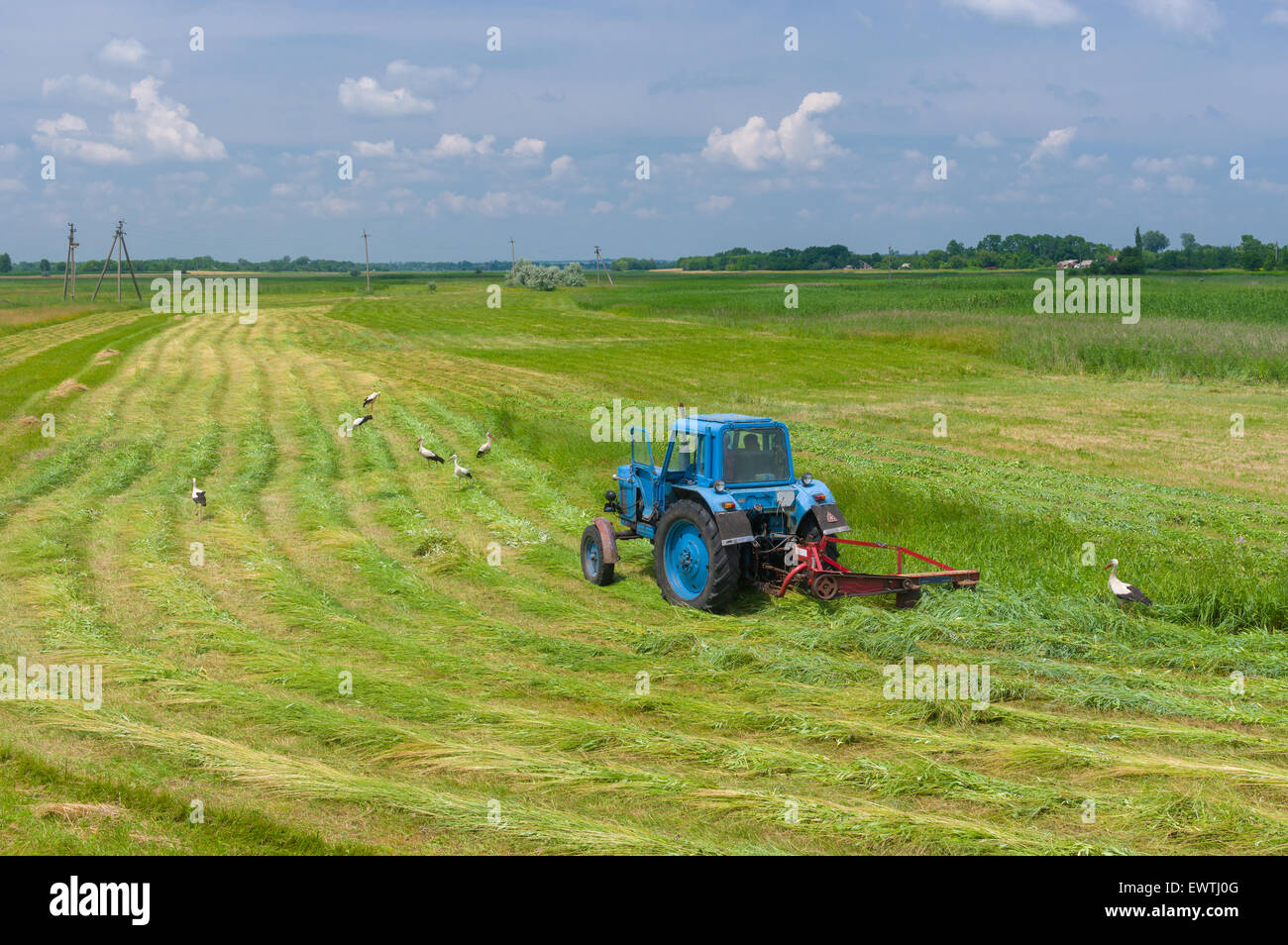 Le fauchage du foin avec de l'eau sur une inspection stork-meadow en Ukraine à l'heure d'été Banque D'Images