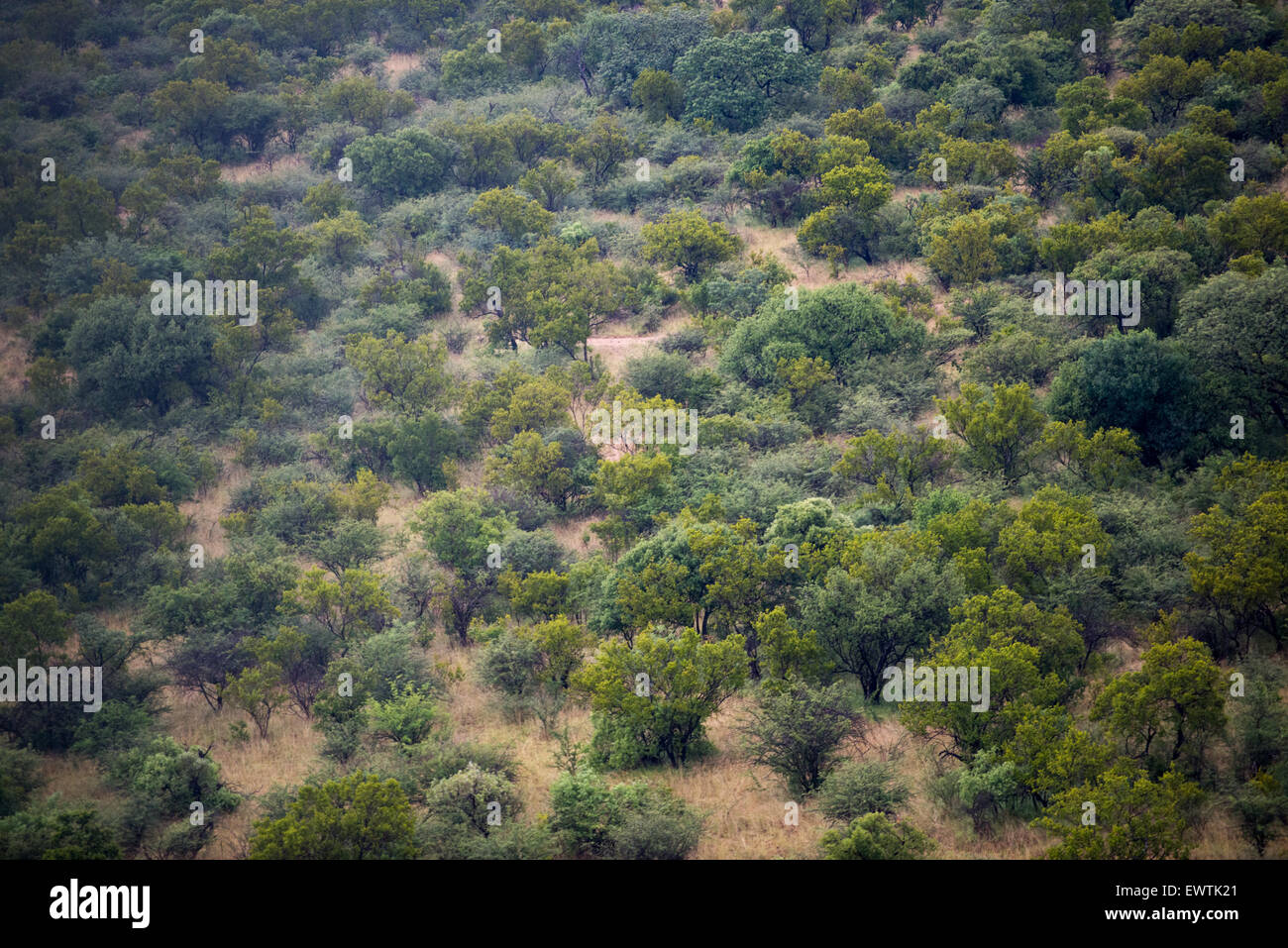 L'AFRIQUE DU SUD- vue aérienne de la brosse ci-dessous Banque D'Images