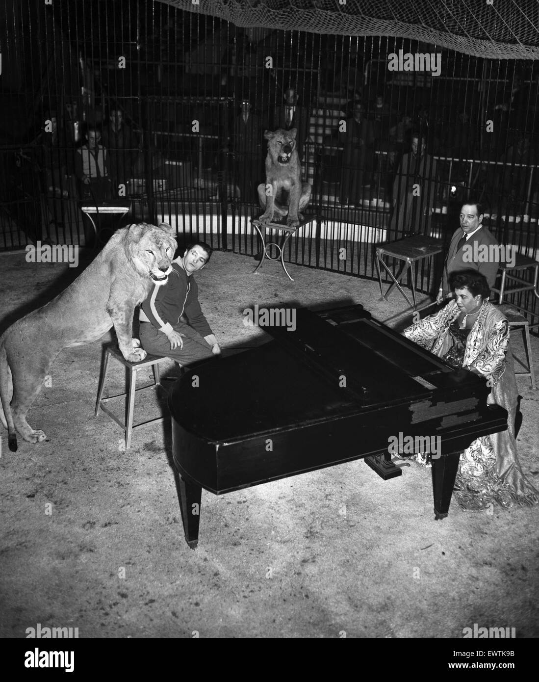 Winifred Atwell joue du piano dans un lion cage. 22 décembre 1953. Banque D'Images