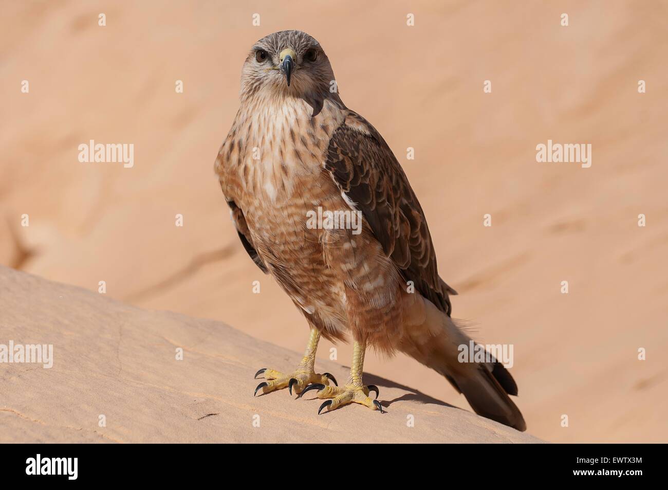 Le Hawk's eye/ Photo desert hawk donnant sur la vue perçante Banque D'Images