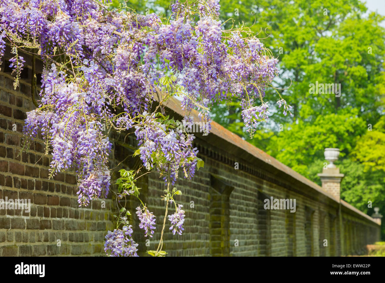 Fleurs de glycine bleue suspendue au-dessus de long mur de brique en été Banque D'Images