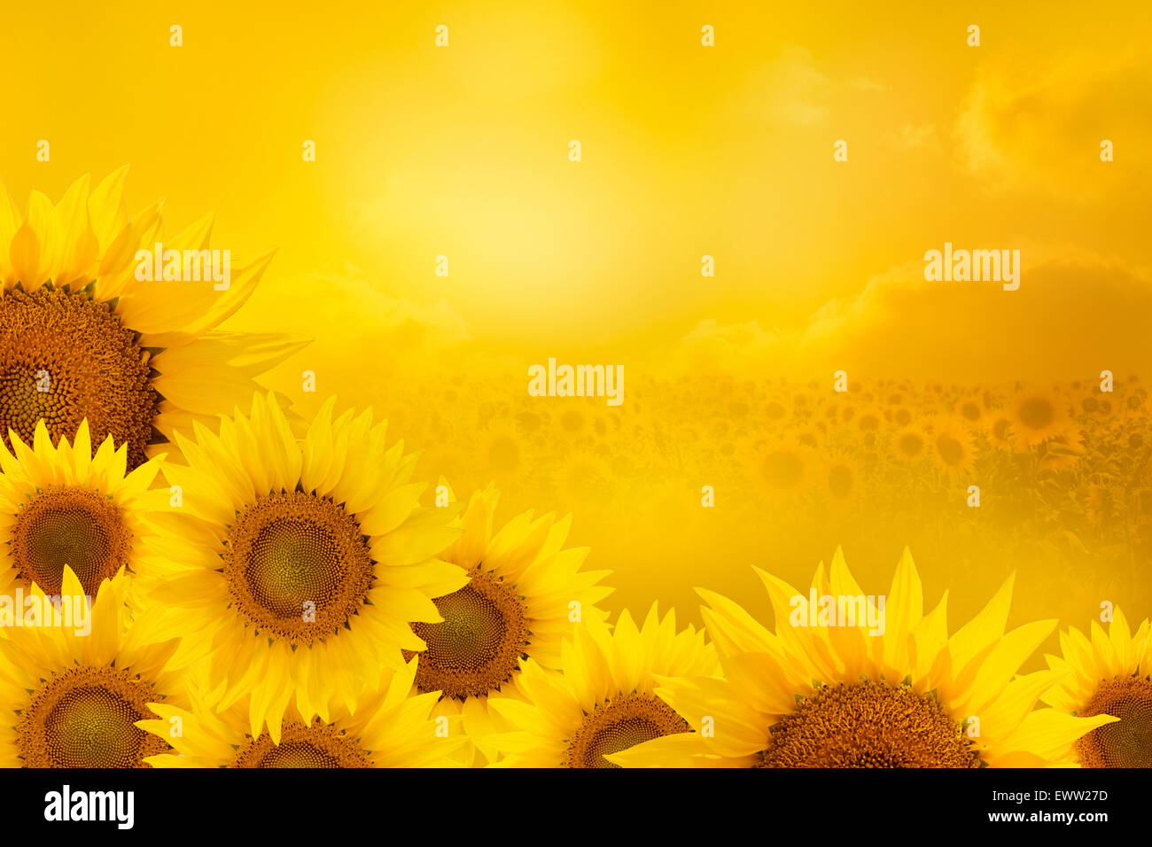 Tournesols dans un coin d'un cadre carré isolé sur fond jaune Banque D'Images