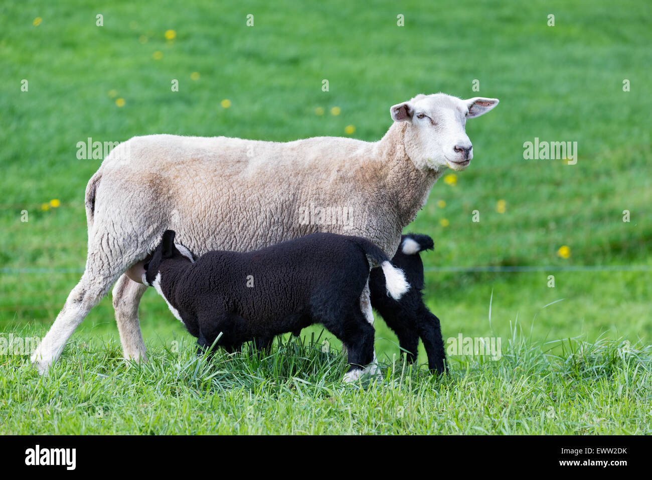 La mère Blanc avec deux moutons noirs potable agneaux dans pré vert Banque D'Images
