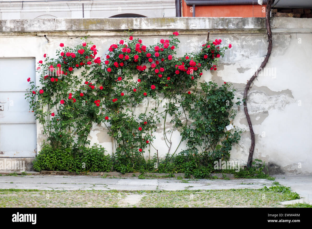 La floraison des roses rouges de plus en face d'un mur blanc. Banque D'Images