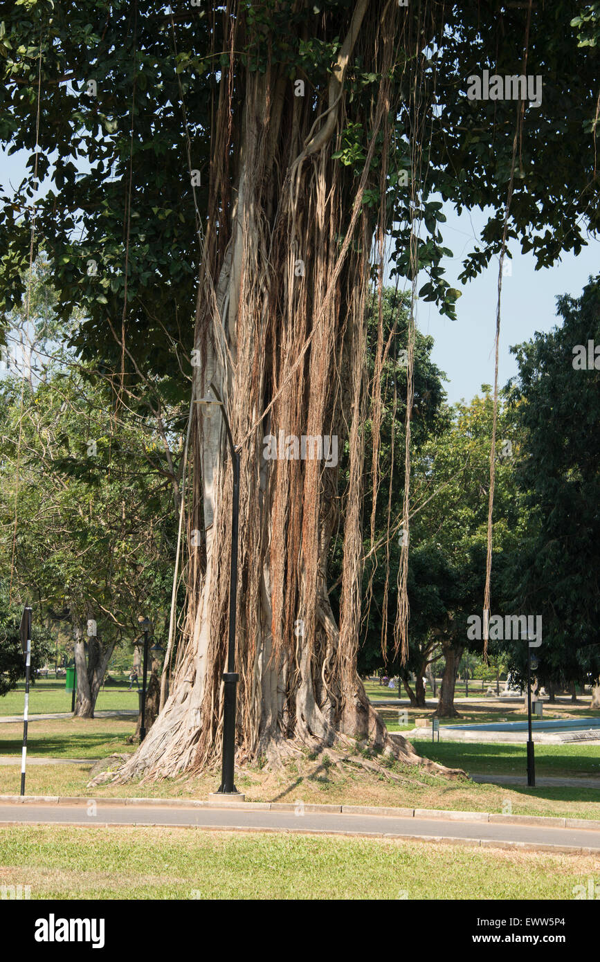 Un figuier Banyan dans Parc Viharamahadevi Park Victoria officiellement () avec le plus grand espace de loisirs à Colombo, Sri Lanka Banque D'Images