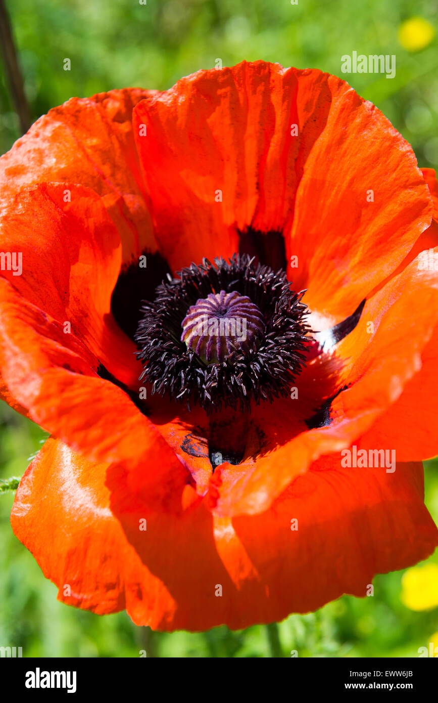 Belle et grande fleur aux graines de pavot. Banque D'Images