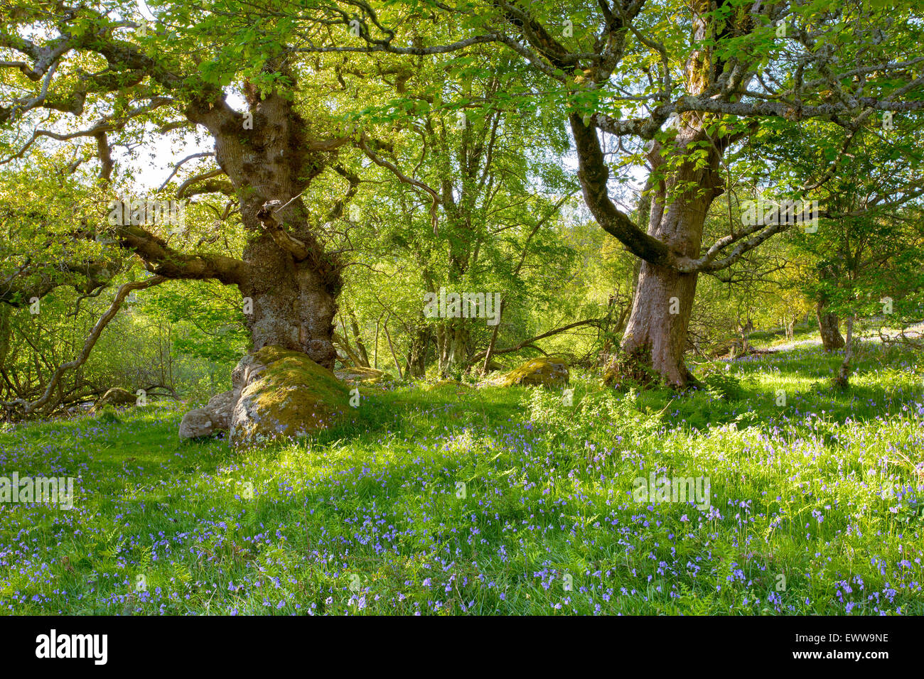 Bluebells parmi les chênes à Whiddon Down Deer Park Devon Uk Banque D'Images