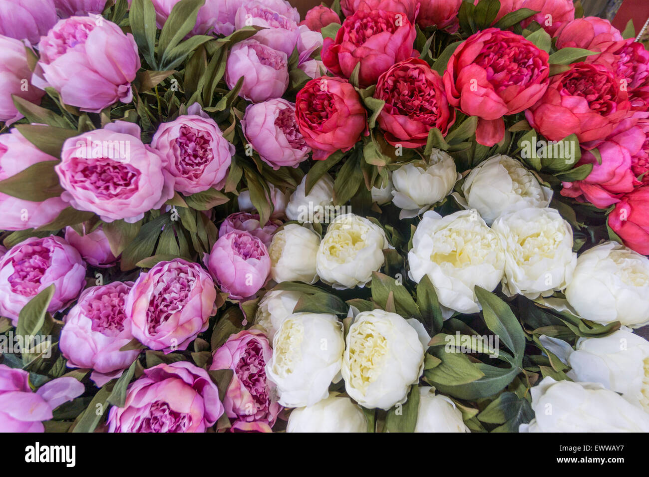 Fleurs , Marché aux Fleurs, Nice, Alpes Maritimes, Provence, Côte d'Azur, Méditerranée, France, Europe, Banque D'Images