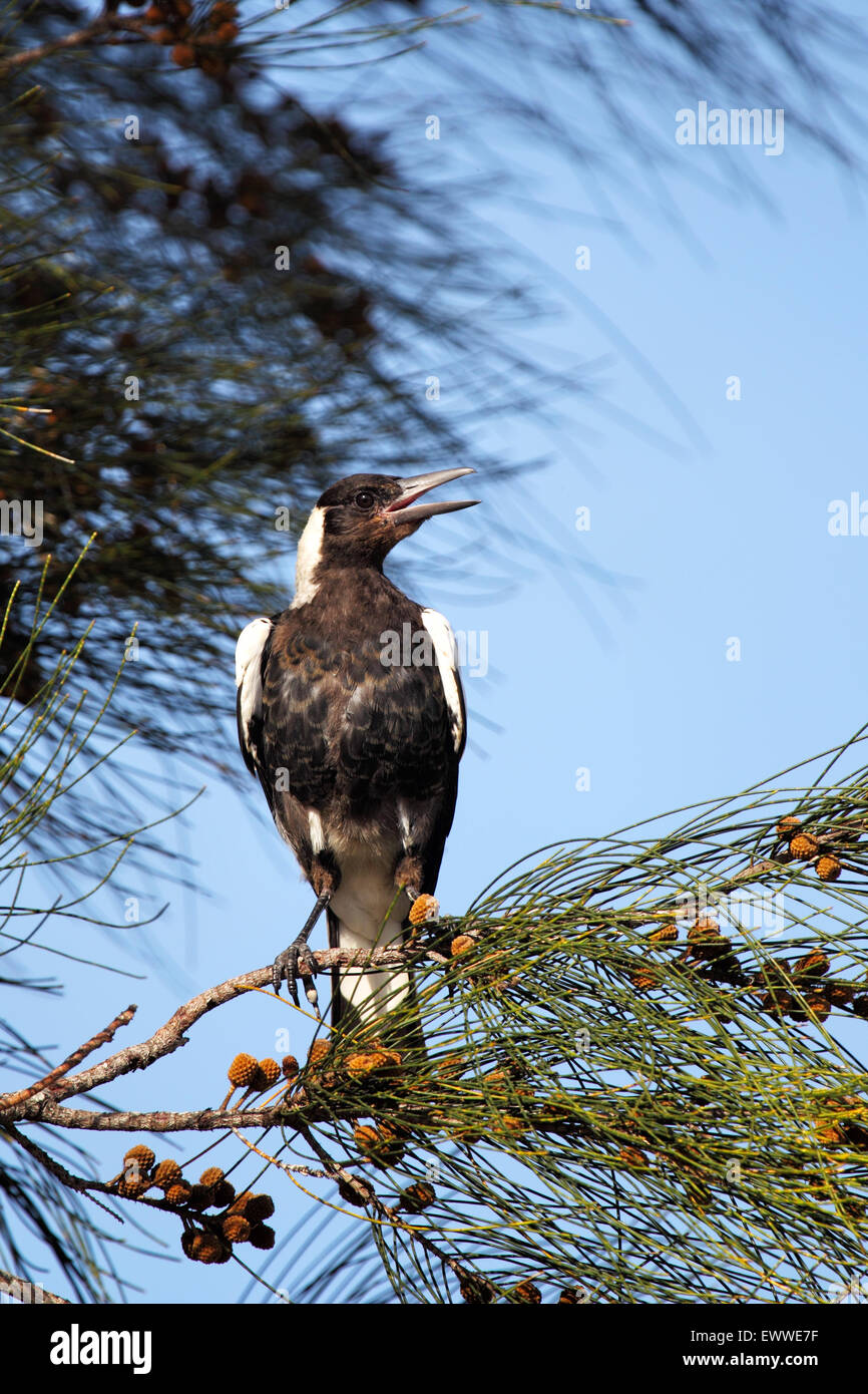 Cassican flûteur (Gymnorhina tibicen) assis dans un arbre et le chant à Batemans Bay, Australie. Banque D'Images