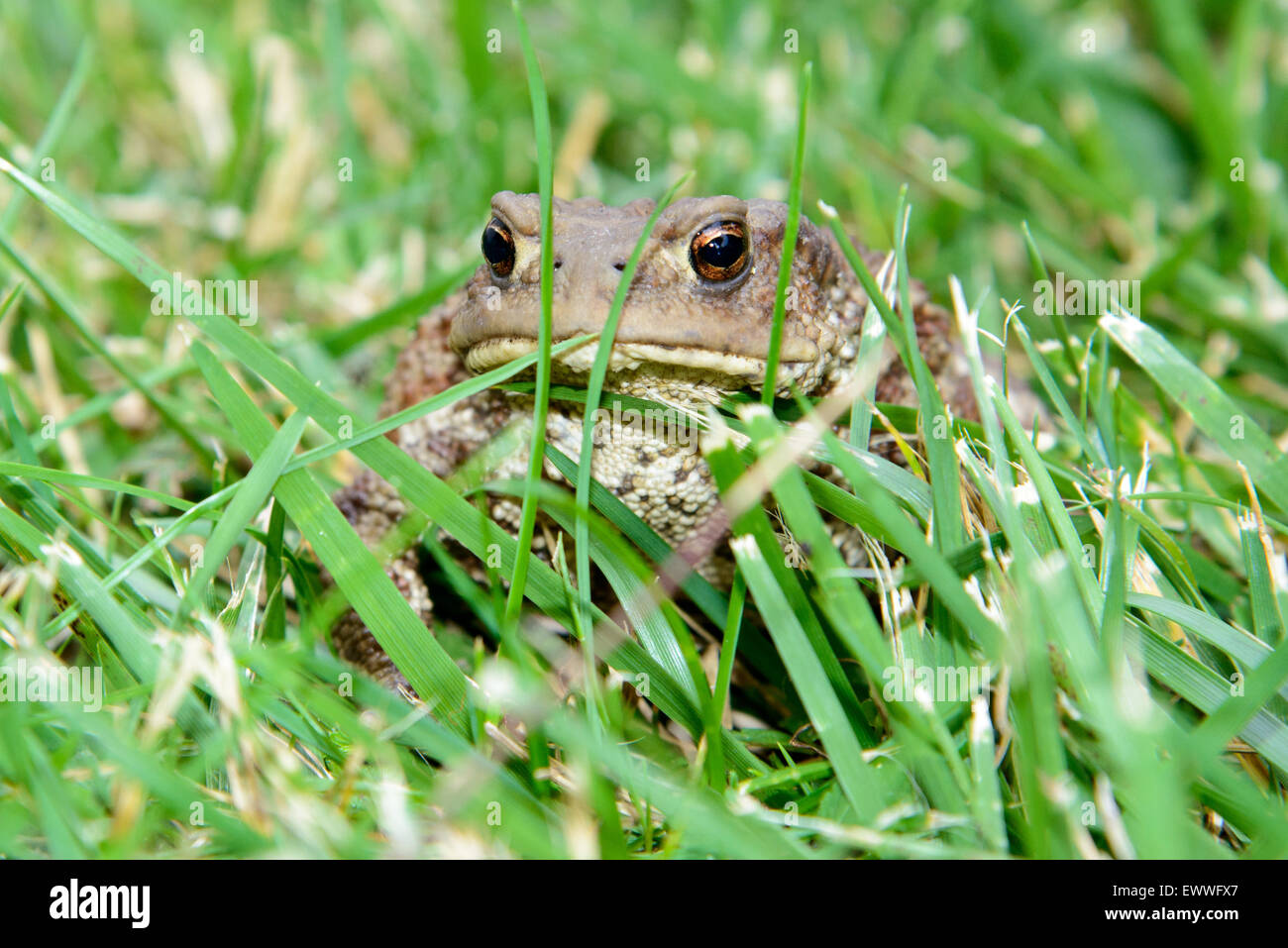 Libre d'un crapaud commun, Bufo bufo, assis dans l'herbe Banque D'Images