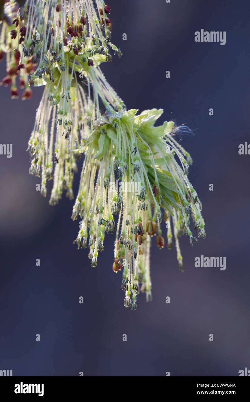 L'érable argenté (Acer saccharinum) fleurs Banque D'Images