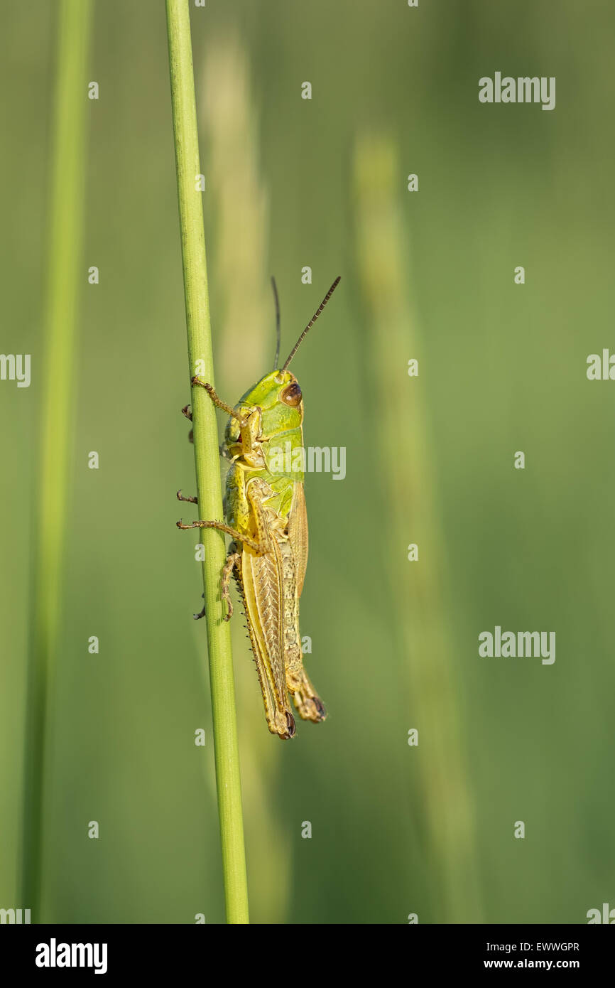 La sauterelle verte se trouve sur une tige d'herbe. Arrière-plan flou. Banque D'Images