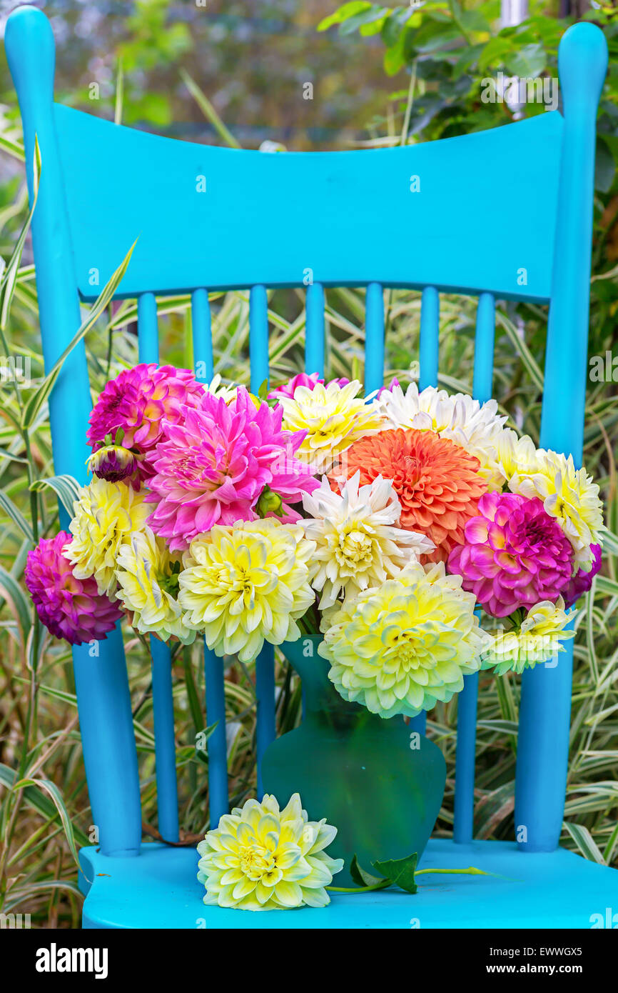 Un vase de fleurs coupées dahlia bleu sur une chaise dans le jardin. Banque D'Images