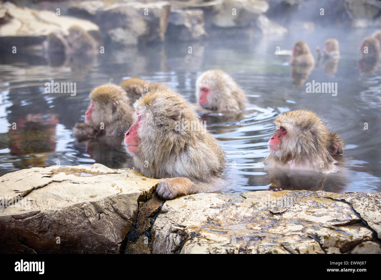 Singes neige japonaise de Nagano. Banque D'Images