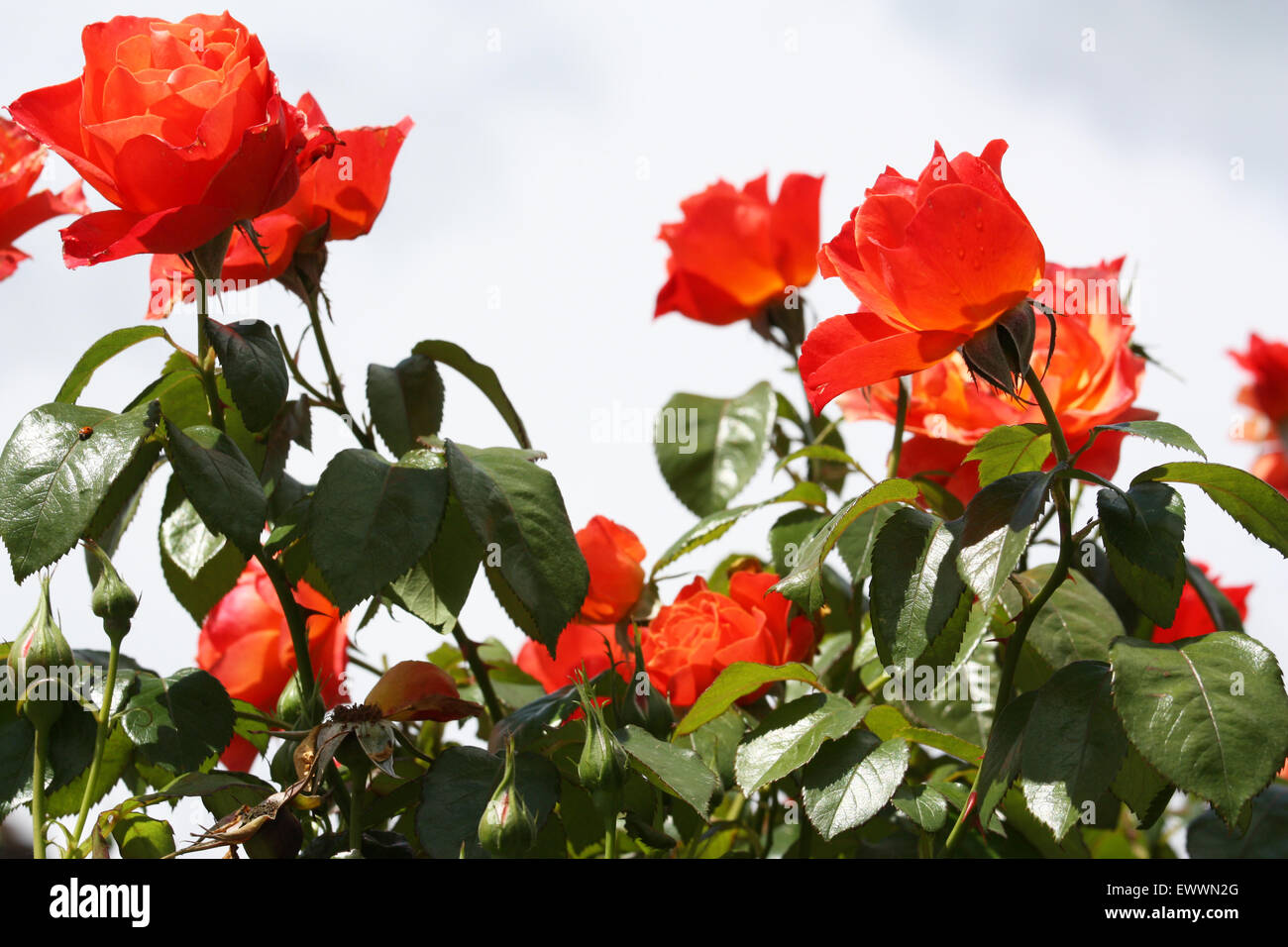 Fleurs rose orange Banque D'Images