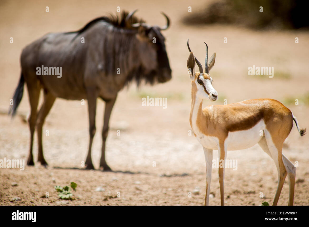 Khalagadi Transfrontier Park, Afrique - Springbok et des gnous debout à côté de l'autre Banque D'Images