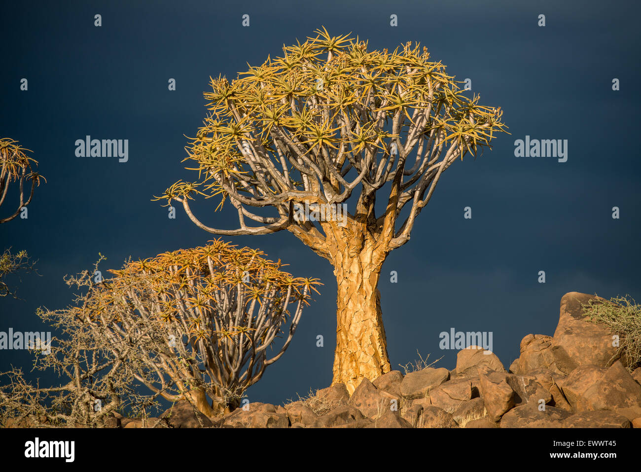 Keetmanshoop, Namibie - Quiver Tree Forest dans l'aire de jeux des Géants Banque D'Images