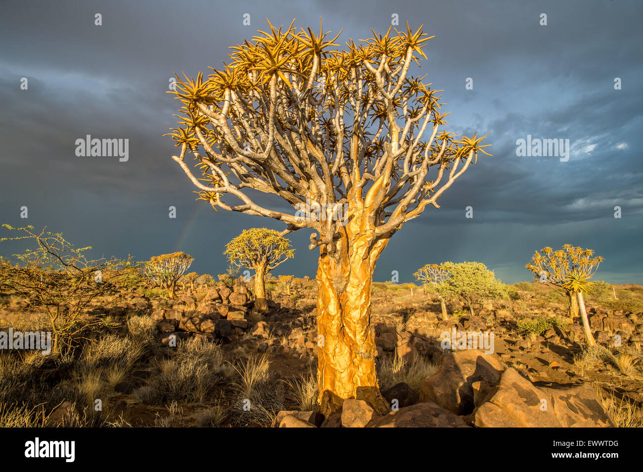 Keetmanshoop, Namibie - Quiver Tree Forest dans l'aire de jeux des Géants Banque D'Images