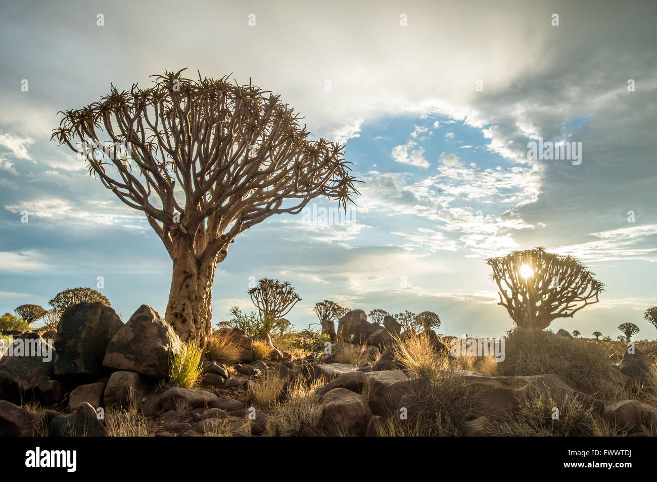 Keetmanshoop, Namibie - Quiver Tree Forest dans l'aire de jeux des Géants Banque D'Images