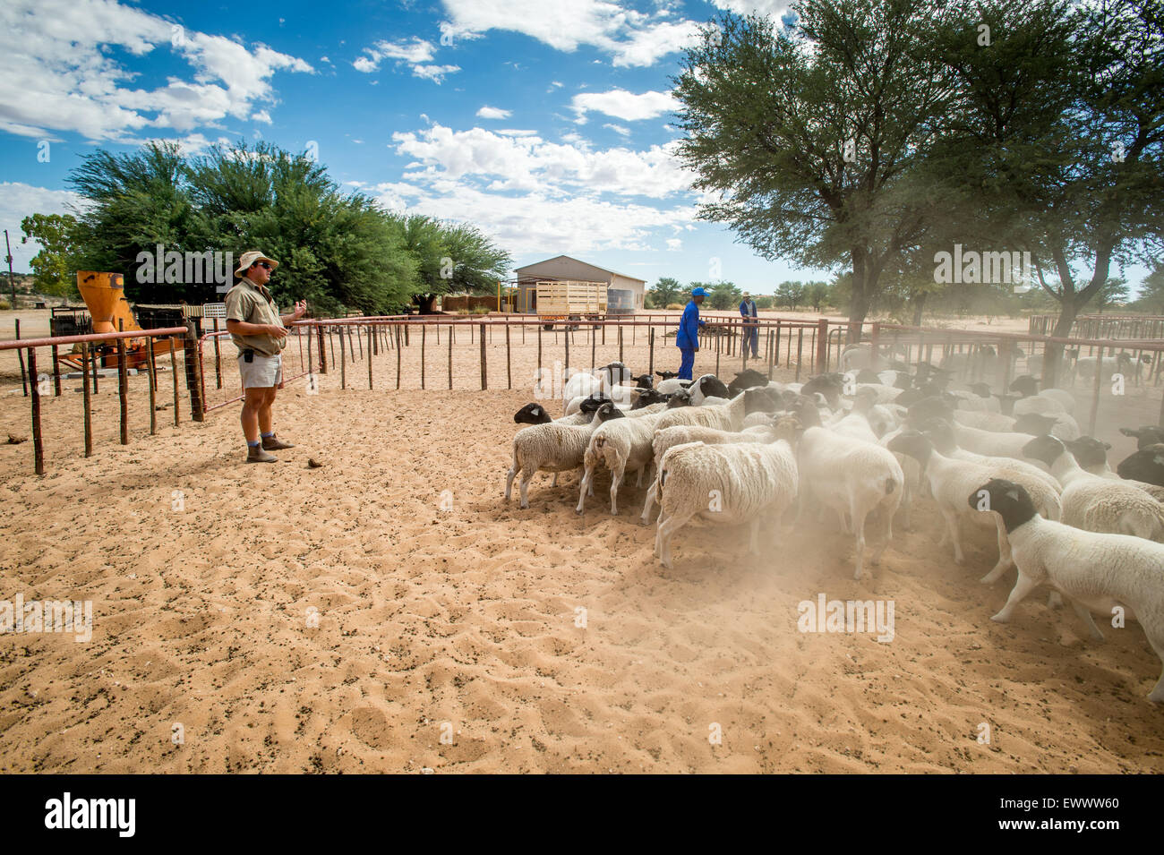 Namibie - moutons à la ferme en Afrique Banque D'Images