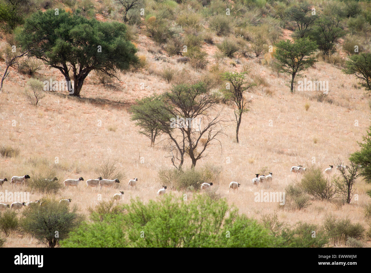 La Namibie, l'Afrique - mouton Dorper fonctionnant en lignes par le biais de campagnes africaines. Banque D'Images