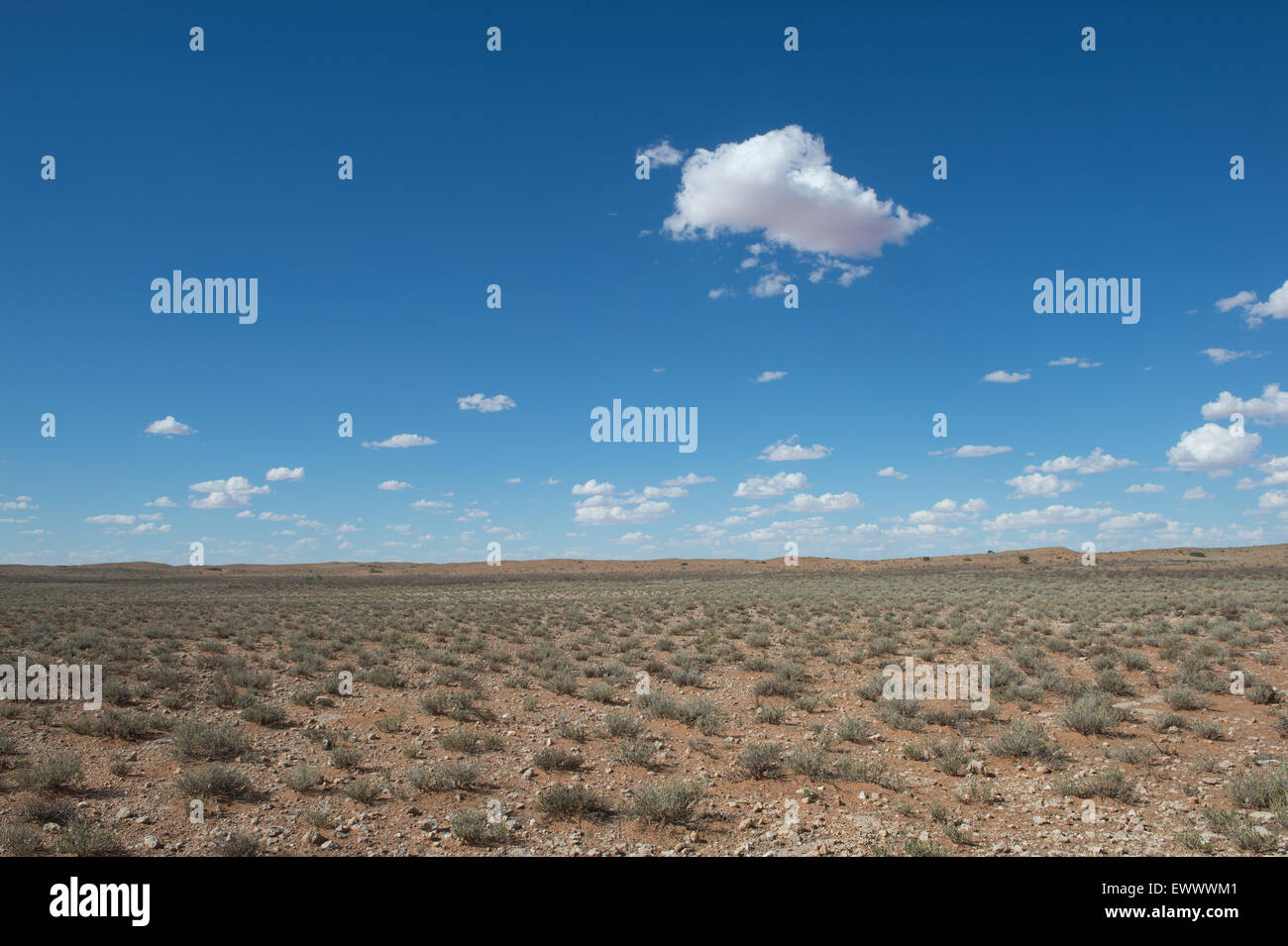 Khalagadi Transfrontier Park, Afrique du Sud - paysage d'Afrique ouvert à midi Banque D'Images
