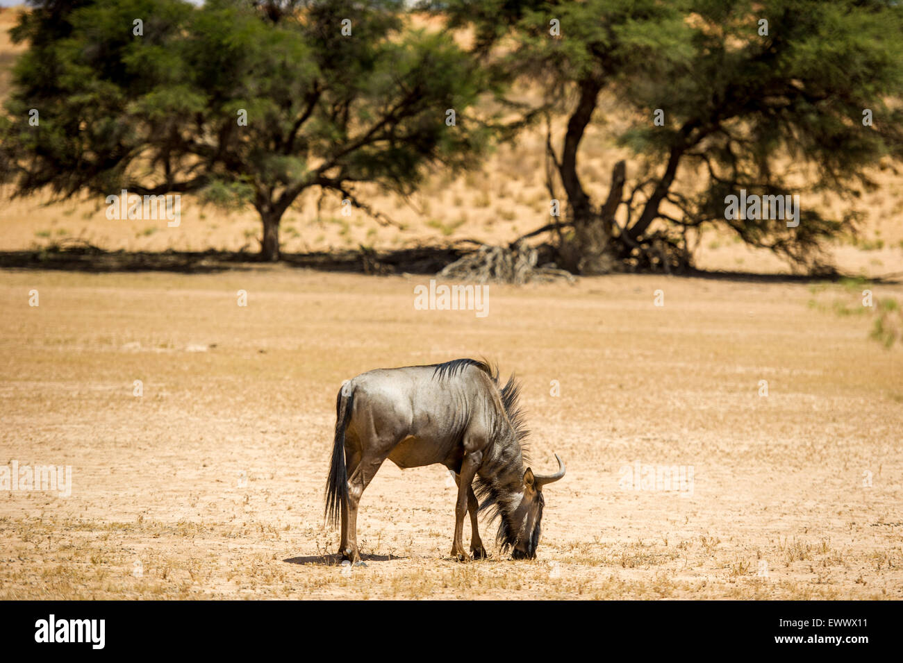 Afrique du Sud - des gnous dans Khalagadi Transfrontier Park Banque D'Images