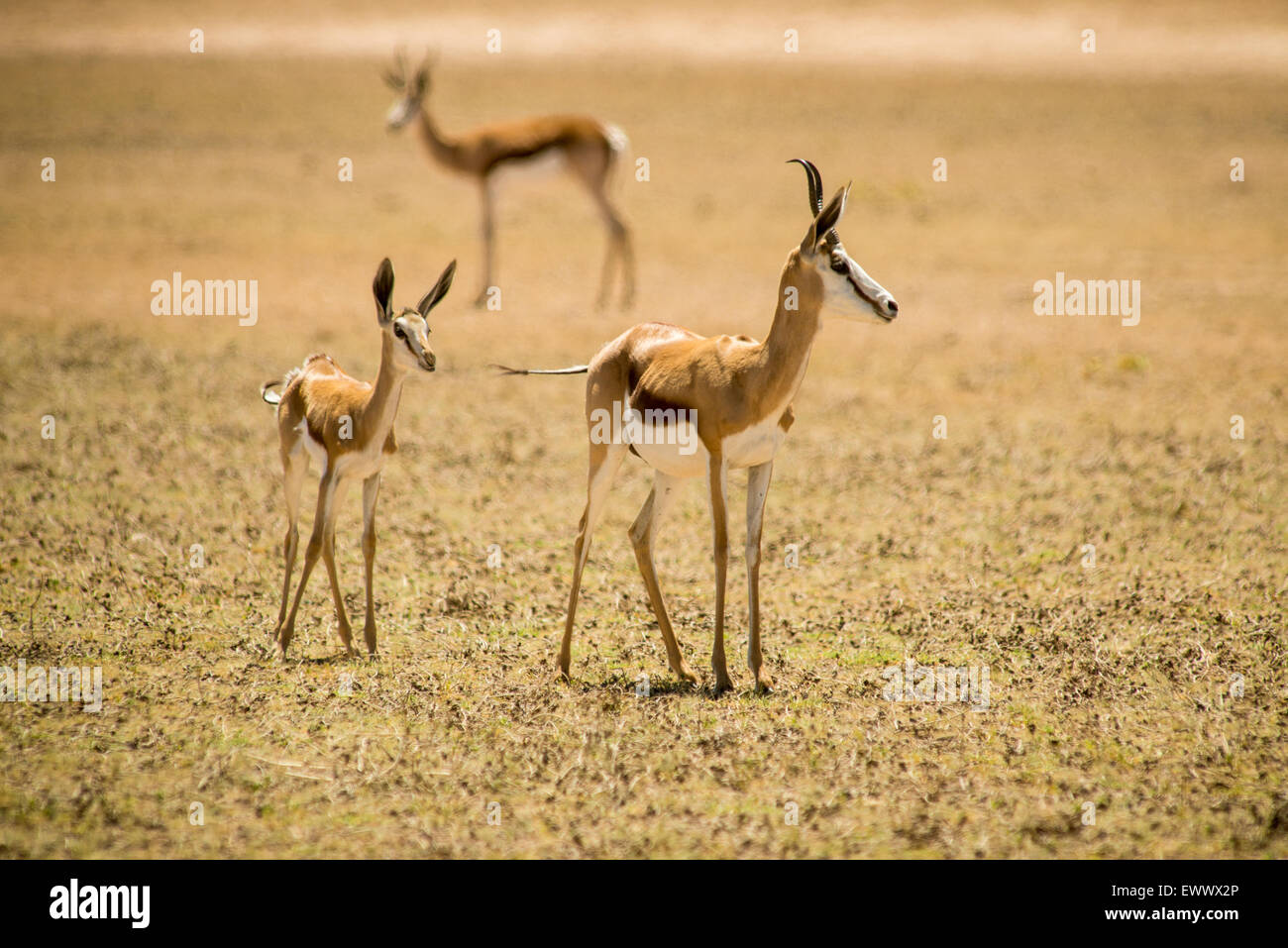 Afrique du Sud - Springbok ensemble grâce à l'itinérance Khalagadi Transfrontier Park Banque D'Images