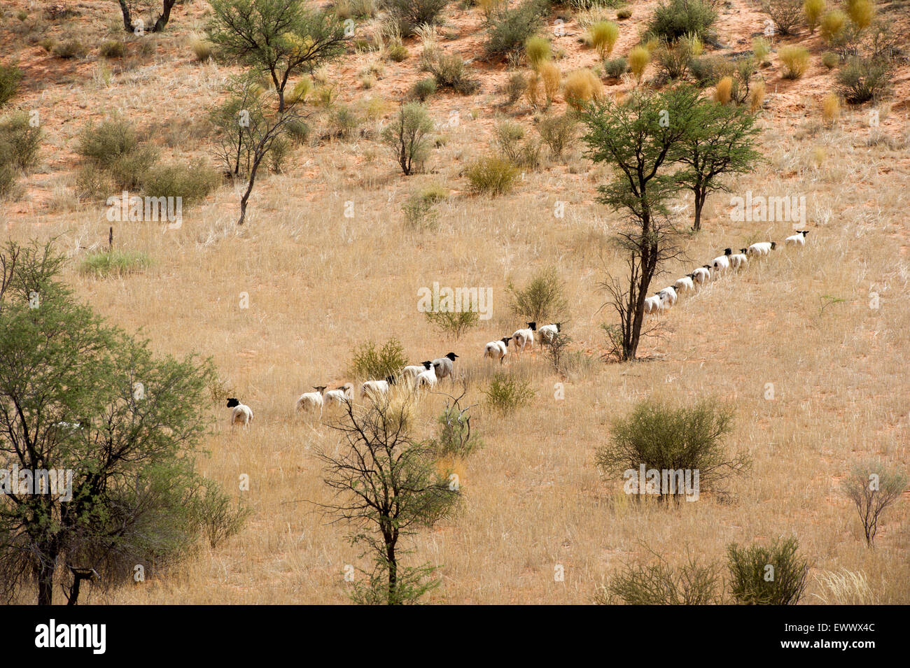 La Namibie, l'Afrique - Dprper moutons fonctionnant en lignes via campagnes africaines. Banque D'Images