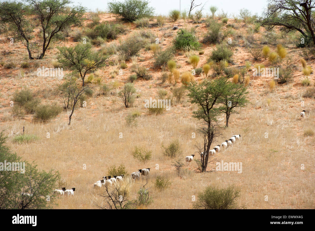 La Namibie, l'Afrique - Dprper moutons fonctionnant en lignes via campagnes africaines. Banque D'Images